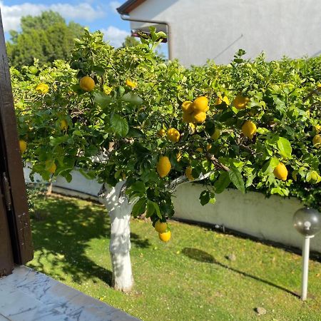 Villa Cecilia Bed And Breakfast Cellole Екстериор снимка
